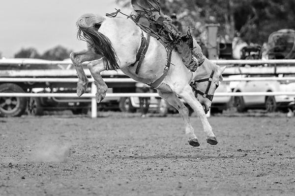 포토 JPG 해외이미지 동물 남자 밧줄 스포츠 포즈 모션 부츠 이벤트 사람없음 달러 점프 가축 경쟁 경기장 공연 시골 자신감 거친 승마 카우보이 호주 승차 주식 위험 속도 먼지 안장 로데오 라이더 서쪽 어려움 오지 해외202310 해외포토 감정 줄 신발 컨셉 돈 스포츠시설 사람 금융 오세아니아 방향 파일형식