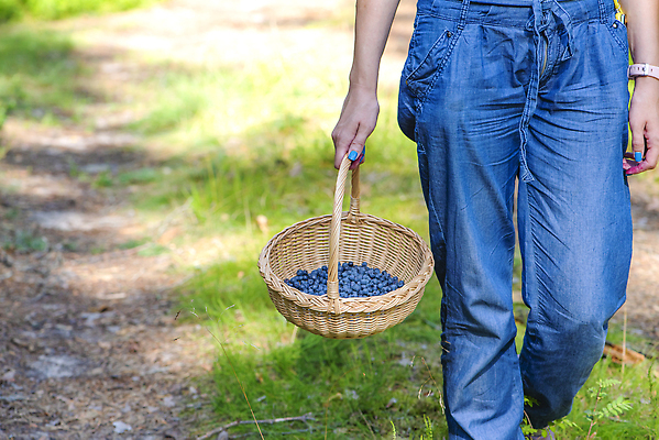 포토 JPG 해외이미지 손 계절 열매 음식 농업 과일 자연 건강 관리 사람없음 초록색 여름 파란색 바구니 걷기 수확 신선 선택 달콤 맛 숲 수집 유기농 블루베리 발견 내추럴 방법 숙성 많음 해외202310 해외포토 식물 웰빙 산업 컬러 컨셉 모션 신체부위 생태계 파일형식
