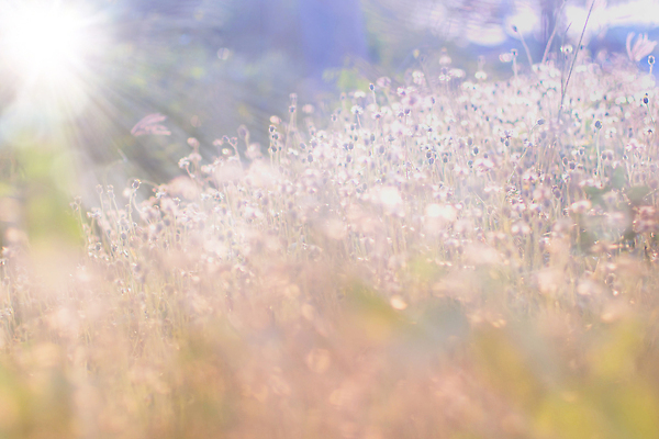 포토 JPG 해외이미지 식물 디자인 계절 꽃 분홍색 컬러 백그라운드 꽃무늬 밭 자연 아침 추상 풍경 사람없음 야외 초록색 여름 빛 컬러풀 햇빛 태양 뷰티 환경 정원 맑음 보라색 일몰 봄 낭만 수확 벚꽃 신선 개화 소프트포커스 부드러움 내추럴 파스텔톤 해외202310 해외포토 주간 자연요소 컨셉 무늬 농업 날씨 촬영기법 노을 감각 생태계 파일형식
