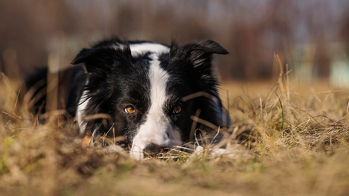 포토 JPG 해외이미지 동물 응시 계절 공원 잎 포유류 자연 날씨 휴식 사람없음 야외 옆모습 반려동물 노란색 쌓기 귀여움 검은색 산책 황금 양치기 개 달콤 강아지 11월 모피 순수 육식동물 송곳니 10월 거짓말 기르기 복종 유래 총구 국경 순혈 해외202310 해외포토 식물 직업 시선 공공시설 뷰포인트 컬러 컨셉 모션 날짜 맛 치아 생태계 돌봄 파일형식