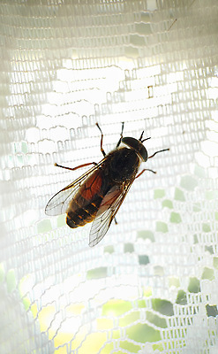 포토 JPG 해외이미지 1 야생동물 컬러 곤충 백그라운드 날개 자연 아침 사람없음 초록색 여름 갈색 환경 검은색 활발 방 흰색 커튼 해충 큼 생물학 해외202310 해외포토 주간 동물 계절 교육 컨셉 벌레 크기 생태계 파일형식