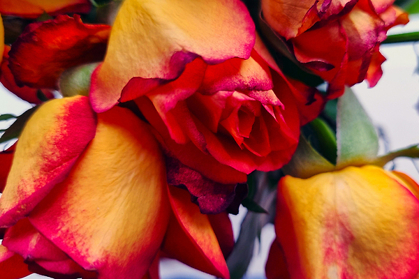 포토 JPG 해외이미지 식물 기념일 꽃 선 분홍색 컬러 꽃다발 백그라운드 컨셉 잎 꽃무늬 일러스트 자연 수채화 아이디어 프레임 발렌타인데이 선물 사랑 사람없음 빨간색 초록색 뷰티 장미 우주 기쁨 낭만 벚꽃 흰색 축하 신선 최고 다발 보케 부드러움 공상 내추럴 고립 국경 해외202310 해외일러스트 감정 무늬 데이이벤트 이벤트 감각 생태계 파일형식