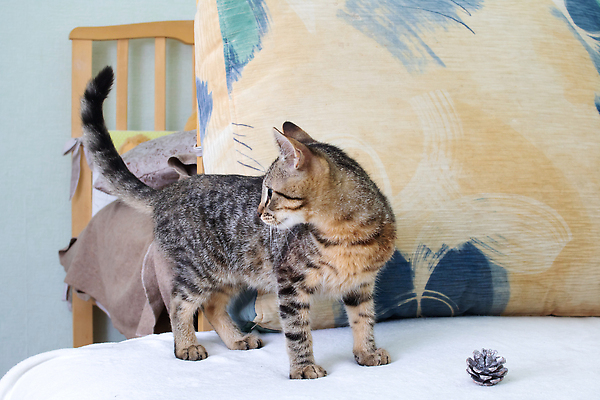 포토 JPG 해외이미지 동물 라이프스타일 응시 장난 포유류 자연 놀이 휴식 수염 아파트 주택 털 실내 앉기 사람없음 초록색 빛 반려동물 머리 귀여움 고양이 줄무늬 우정 회색 잠 호기심 귀 얼룩무늬 솜털 원뿔 내추럴 안락 해외202310 해외포토 도형 시선 감정 컬러 컨셉 무늬 모션 내부 건물 생활 신체부위 친구 생태계 파일형식