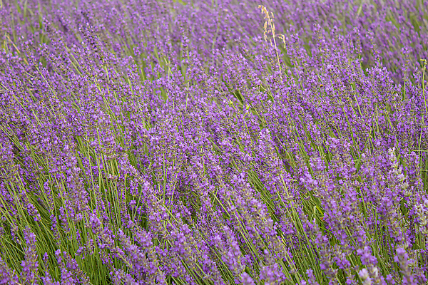 포토 JPG 해외이미지 식물 꽃 유럽 선 컬러 여행 백그라운드 꽃무늬 패턴 밭 농업 비즈니스 자연 주택 풍경 사람없음 야외 여름 파란색 컬러풀 태양 뷰티 맑음 보라색 스파 봄 프랑스 벚꽃 시골 개화 허브 제비꽃 질감 향기 아로마 아로마테라피 라벤더 내추럴 프랑스어 줄서기 프로방스 해외202310 해외포토 자연요소 문자 계절 나라 산업 무늬 모션 날씨 건물 생태계 냄새 테라피 파일형식
