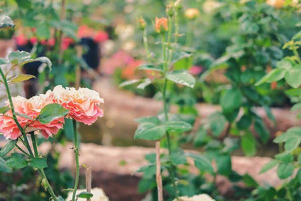 포토 JPG 해외이미지 식물 공원 꽃잎 꽃 잎 꽃무늬 자연 사랑 사람없음 야외 장식 초록색 여름 장미 정원 봄 낭만 성장 벚꽃 신선 개화 관목 원예 화단 내추럴 해외202310 해외포토 나무 계절 공공시설 감정 컬러 컨셉 무늬 취미 생태계 파일형식