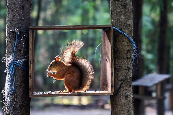 포토 JPG 해외이미지 나무 동물 1 디자인 공원 야생동물 백그라운드 잎 오렌지 장난 포유류 자연 생물 털 미술 사람없음 야외 목재 빨간색 초록색 뷰티 갈색 회색 견과류 흰색 나뭇가지 아기 설치류 숲 작음 만화 모피 먹기 심볼 꼬리 다람쥐 도토리 솜털 서식지 내추럴 해외202310 해외포토 식물 공공시설 컬러 과일 재료 모션 문화예술 사람 크기 생태계 파일형식