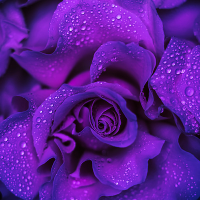 포토 JPG 해외이미지 식물 디자인 계절 꽃잎 꽃 컬러 백그라운드 컨셉 꽃무늬 자연 추상 휴가 사람없음 물 파란색 뷰티 장미 환경 정원 보라색 어둠 수확 성장 벚꽃 물방울 신선 신용카드 개화 선택 떨어짐 이슬 남색 제비꽃 질감 복고 초대 부드러움 내추럴 해외202310 해외포토 자연요소 무늬 농업 금융 감각 생태계 파일형식