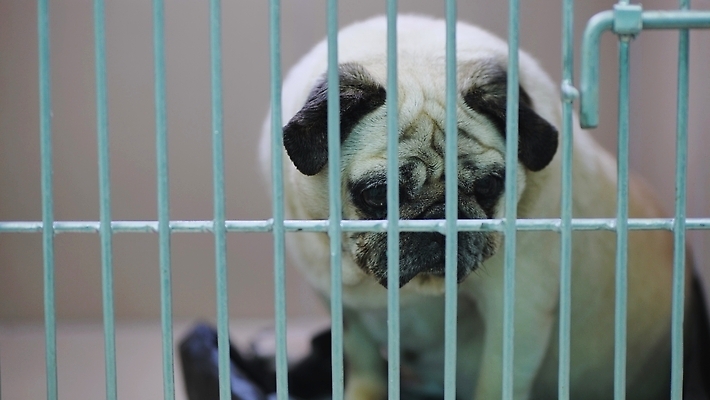 포토 JPG 해외이미지 스튜디오촬영 동물 응시 행복 얼굴 야생동물 새끼 포유류 소년 사람없음 반려동물 뷰티 반사 갈색 기차 흰색 침대 개 리트리버 강아지 작음 나무상자 래브라도리트리버 새장 파운드 노려봄 송곳니 고립 기르기 유래 입양 혼자 순혈 해외202310 해외포토 시선 남자 감정 어린이 육상교통 컬러 가구 돈 대중교통 실내 표정 신체부위 상자 치아 크기 돌봄 케이지 파일형식