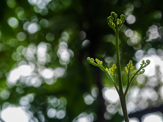 포토 JPG 해외이미지 나무 식물 백그라운드 잎 자연 벽지 나선형 풍경 사람없음 야외 초록색 빛 햇빛 일출 환경 정원 성장 가을 신선 숲 묘사 질감 보케 내추럴 묘목 블러 양치류 처음 해외202310 해외포토 계절 컬러 무늬 태양 노을 생태계 파일형식