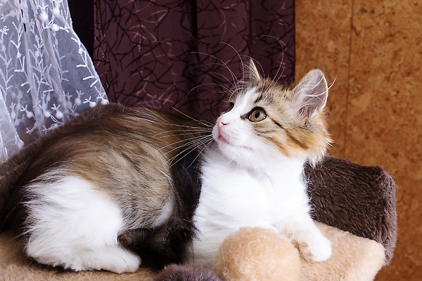 포토 JPG 해외이미지 동물 1 응시 행복 백그라운드 장난 포유류 털 실내 앉기 사람없음 내부 파란색 반려동물 장난감 뷰티 귀여움 고양이 장비 회색 달콤 작음 시원함 피부 부드러움 기르기 해외202310 해외포토 시선 감정 컬러 컨셉 모션 신체부위 감각 맛 크기 돌봄 파일형식