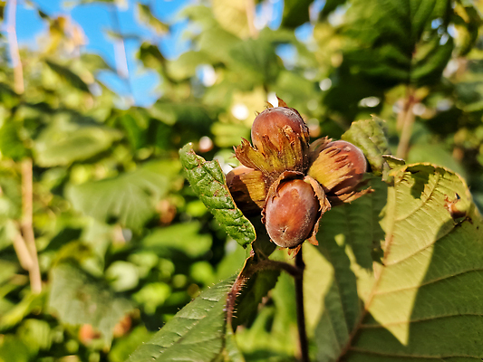 포토 JPG 해외이미지 나무 식물 계절 음식 컬러 백그라운드 잎 농업 과일 자연 건강 사람없음 야외 목재 초록색 여름 뷰티 약 환경 정원 맑음 봄 견과류 성장 흰색 나뭇가지 신선 그룹 닫기 숲 먹기 유기농 날것 내추럴 개암나무 채식주의자 헤이즐넛 개암 맛있는 해외202310 해외포토 웰빙 열매 산업 재료 의학 모션 날씨 생태계 채식 파일형식