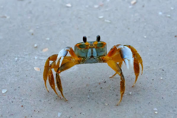 포토 JPG 해외이미지 동물 야생동물 모래 바다 자연 갑각류 해변 사람없음 물 게 껍질 플로리다 해외202310 해외포토 자연요소 미국 생태계 파일형식