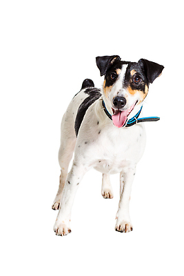 포토 JPG 해외이미지 동물 응시 백그라운드 포유류 실내 사람없음 빨간색 반려동물 뷰티 갈색 카메라 회색 흰색 개 매끈함 테리어 사냥 여우 철사 송곳니 고립 기르기 옛날 유래 특별함 순종 순혈 해외202310 해외포토 시선 컬러 컨셉 내부 전자제품 감각 치아 왕 돌봄 파일형식