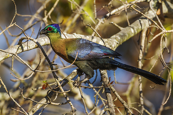 포토 JPG 해외이미지 동물 야생동물 아프리카 자연 조류 국립공원 사람없음 가로 컬러풀 보호 사파리 남아프리카 보호구역 크루거 해외202310 해외포토 공원 나라 컬러 컨셉 생태계 남아프리카공화국 구역 파일형식