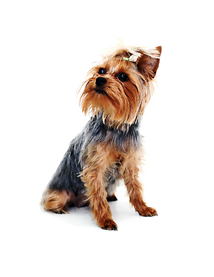 포토 JPG 해외이미지 동물 어린이 친절 털 사랑 사람없음 반려동물 뷰티 가축 놀람 우정 슬픔 개 강아지 고독 무서움 테리어 호기심 긴장 동물상 해외202310 해외포토 감정 컨셉 포유류 표정 사람 친구 조형물 파일형식