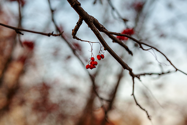 포토 JPG 해외이미지 나무 식물 계절 공원 열매 음식 백그라운드 잎 오렌지 과일 자연 산 사람없음 빨간색 초록색 여름 파란색 농작물 뷰티 노란색 정원 가을 나뭇가지 신선 그룹 약초 숲 작음 다발 날것 비타민 8월 내추럴 고립 숙성 해외202310 해외포토 공공시설 컬러 농업 풀_식물 날짜 크기 생태계 영양소 파일형식