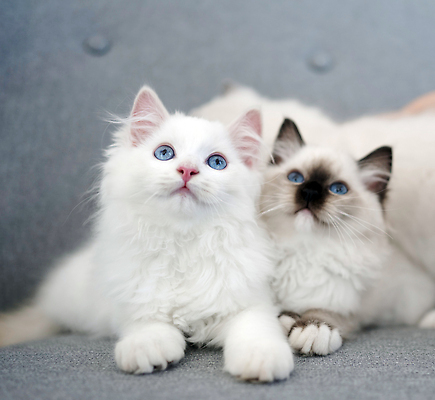 포토 JPG 해외이미지 동물 응시 2 포유류 가족 주택 털 실내 사랑 사람없음 야외 파란색 반려동물 뷰티 고양이 회색 흰색 쌍 달콤 솜털 거짓말 기르기 순혈 해외202310 해외포토 시선 감정 컬러 관계 내부 건물 맛 돌봄 파일형식