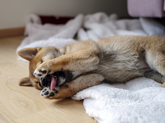포토 JPG 해외이미지 동물 1 응시 행복 새끼 백그라운드 포유류 놀이 세포 실내 미소 사람없음 야외 빨간색 반려동물 뷰티 갈색 귀여움 일본 아기 개 강아지 작음 모피 슛 솜털 송곳니 고립 기르기 유래 순종 해외202310 해외포토 시선 감정 아시아 컬러 컨셉 표정 사람 내부 치아 크기 왕 돌봄 파일형식