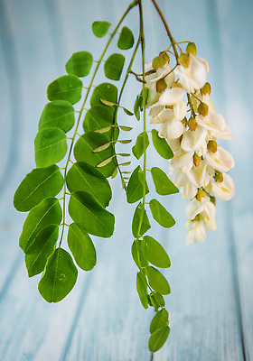 포토 JPG 해외이미지 나무 식물 꽃 길 줄기 컬러 백그라운드 잎 꽃무늬 재료 자연 건강 사람없음 초록색 빛 약 정원 검은색 봄 벚꽃 흰색 나뭇가지 개화 차 맛 숲 자르기 허브 향신료 유기농 메뚜기 아카시아 거짓 고립 해외202310 해외포토 웰빙 계절 음료 곤충 컨셉 무늬 의학 모션 생태계 향미료 파일형식