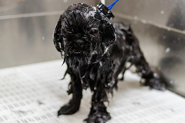 포토 JPG 해외이미지 동물 직업 헤어스타일 응시 건조 수영장 털 실내 건강 사람없음 물 반려동물 수건 뷰티 머리 귀여움 상점 젖음 공구 붓 머리빗 화려 개 강아지 빨래 작음 미용사 모피 자르기 청소 서비스 솜털 샴푸 몸단장 다듬기 돌봄 샤워실 위생관리 이발사 순혈 해외202310 해외포토 자연요소 시선 컨셉 가사 포유류 모션 관리 내부 신체부위 위생용품 도구 미용용품 크기 샤워시설 파일형식