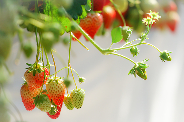 포토 JPG 해외이미지 꽃 줄기 잎 과일 딸기 사람없음 성장 해외202310 해외포토 식물 파일형식