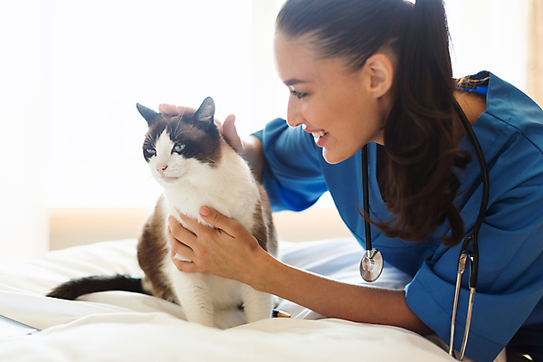 포토 JPG 해외이미지 여자 청진기 건강 병원 한명 상반신 성인 옆모습 치료 고양이 수의사 성인여자한명만 쓰다듬기 해외202310 해외포토 1 뷰포인트 포유류 의학 의료기기 모션 사람 반려동물 의사 여자한명만 성인여자만 파일형식