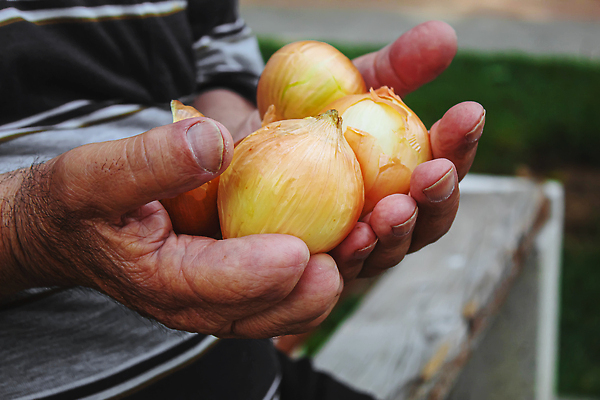 포토 JPG 해외이미지 식물 손 계절 음식 백그라운드 밭 농업 채소 과일 재료 자연 양파 노동자 건강 마늘 관리 사람없음 야외 초록색 여름 농작물 농장 정원 봄 수확 성장 시골 신선 잡기 닫기 농부 수집 유기농 국산 내추럴 숙성 채식주의자 맛있는 해외202310 해외포토 직업 웰빙 산업 컬러 모션 신체부위 생태계 채식 파일형식