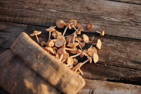 포토 JPG 해외이미지 식물 음식 백그라운드 다이어트 채소 재료 탁자 건강 종류 요리 사람없음 목재 가로 갈색 식사 버섯 수확 가을 굴 신선 양념 맛 정상 수집 먹기 오브젝트 유기농 날것 레시피 모음 내추럴 식용 채식주의자 많음 맛있는 해외202310 해외포토 나무 웰빙 계절 컬러 가구 컨셉 농업 모션 어패류 채식 파일형식