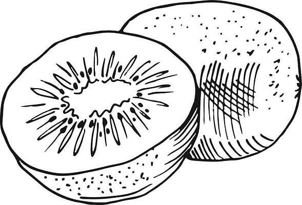 EPS 해외이미지 손 디자인 선 음식 조각 백그라운드 다이어트 과일 일러스트 자연 건강 키위 그래픽 검은색 식사 흰색 신선 체리 플랫 달콤 낙서 스케치 자르기 심볼 그림 유기농 판화 비타민 내추럴 고립 숙성 이국적 채식주의자 벡터 비건 해외202310 해외일러스트 웰빙 컬러 모션 미술 신체부위 맛 생태계 채식 영양소 파일형식