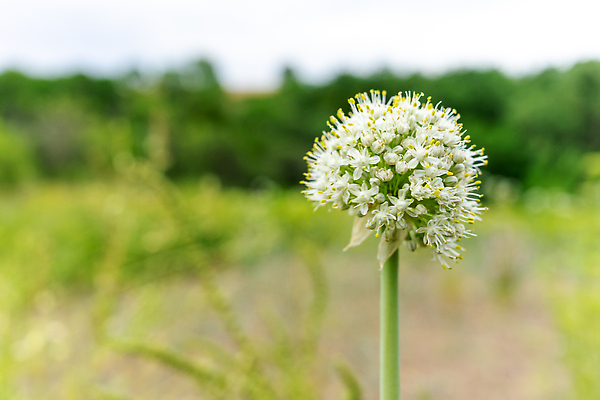 포토 JPG 해외이미지 식물 1 계절 꽃 음식 줄기 컬러 밭 채소 공 자연 건강 마늘 사랑 씨앗 사람없음 야외 초록색 빛 뷰티 약 농장 머리 정원 수확 벚꽃 흰색 신선 조미료 닫기 허브 향신료 싱글 유기농 날것 향기 여의주 채식주의자 해외202310 해외포토 웰빙 감정 농업 의학 모션 신체부위 생태계 채식 냄새 향미료 파일형식