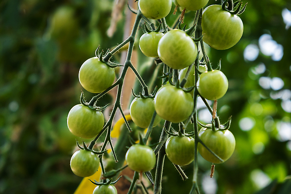 포토 JPG 해외이미지 식물 계절 음식 줄기 백그라운드 잎 농업 토마토 채소 과일 자연 매달리기 건강 사람없음 초록색 여름 농작물 농장 정원 농사 수확 성장 나뭇가지 신선 그룹 다발 유기농 원예 날것 비타민 내추럴 밭일 숙성 온실 채식주의자 세련 해외202310 해외포토 나무 웰빙 산업 컬러 모션 취미 생태계 채식 영양소 파일형식