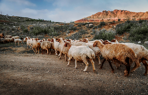 포토 JPG 해외이미지 동물 산업 얼굴 밭 농업 포유류 자연 하늘 산 육류 사람없음 야외 농장 농경지 일출 계곡 가축 일몰 시골 양 그룹 군중 저녁 방목 먹여주기 양고기 양모 방목장 밭일 찰과상 총구 많음 해외202310 해외포토 컨셉 식재료 사람 신체부위 노을 직물 축산업 상처 야간 먹기 생태계 파일형식