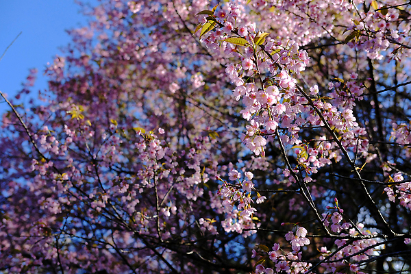 포토 JPG 해외이미지 나무 식물 계절 공원 꽃잎 꽃 분홍색 겨울 태국 자연 풍경 사람없음 야외 뷰티 정원 봄 벚꽃 나뭇가지 개화 체리 내추럴 히말라야 해외202310 해외포토 공공시설 아시아 컬러 과일 생태계 파일형식 산맥