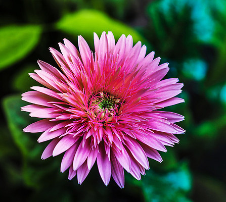 포토 JPG 해외이미지 꽃 잎 자연 사람없음 보라색 화려 원예 해외202310 해외포토 식물 컬러 컨셉 취미 생태계 파일형식