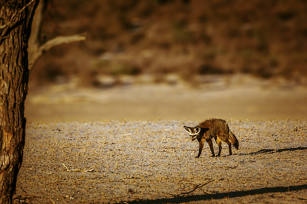 포토 JPG 해외이미지 동물 야생동물 포유류 아프리카 자연 국립공원 서기 풍경 사람없음 야외 앞모습 가로 관광지 사막 황무지 보호 사파리 여우 서식지 나미비아 남아프리카 보츠와나 보호구역 칼라하리 건조기후 해외202310 해외포토 공원 나라 뷰포인트 여행 컨셉 모션 생태계 구역 파일형식