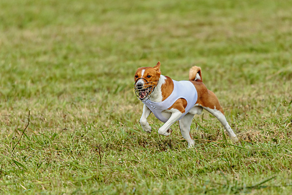 포토 JPG 해외이미지 동물 1 공원 감정 스포츠 밭 모션 놀이 건강 사람없음 야외 초록색 여름 반려동물 달리기 뷰티 걷기 정원 점프 경쟁 에너지 가을 게임 시골 레이싱 잡기 개 유혹 속도 사냥 송곳니 기르기 전력질주 챔피언 순혈 해외202310 해외포토 계절 공공시설 컬러 컨셉 농업 포유류 시합 치아 돌봄 파일형식