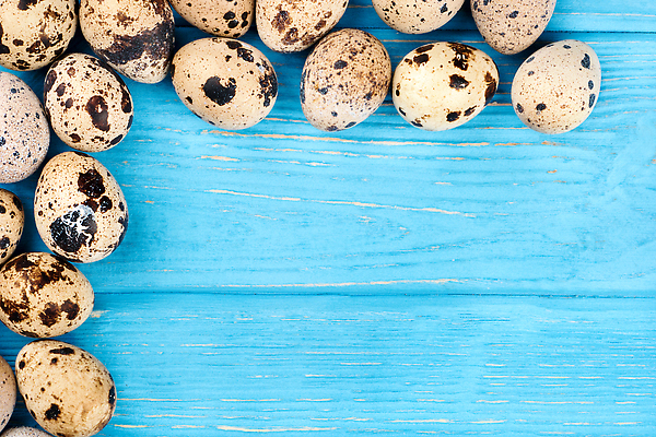 포토 JPG 해외이미지 동물 음식 백그라운드 다이어트 재료 자연 탁자 조류 부활절 건강 사람없음 목재 파란색 갈색 계란 껍질 신선 점 얼룩 아침식사 상품 작음 먹기 오브젝트 유기농 날것 내추럴 단백질 메추리 생식 식품점 해외202310 해외포토 나무 웰빙 기념일 컬러 가구 모션 상점 알 식사 크기 생태계 영양소 파일형식