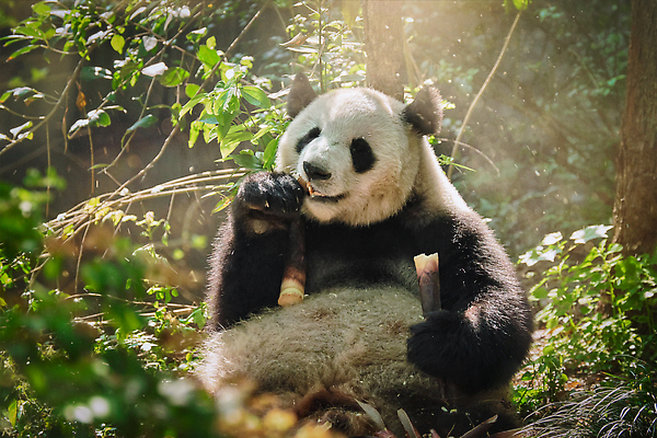 포토 JPG 해외이미지 나무 동물 공원 아시아 야생동물 곰 포유류 자연 종류 동양인 사람없음 초록색 여행객 검은색 중국 흰색 황무지 숲 큼 먹이 판다 먹기 대나무 멸종 거인 해외202310 해외포토 식물 공공시설 나라 컬러 모션 사람 인종 크기 생태계 파일형식