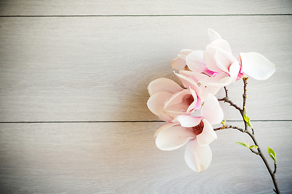 포토 JPG 해외이미지 무료이미지 분홍색 사람없음 봄 목련 꽃가지 해외202310 해외포토 계절 꽃 컬러 나뭇가지 파일형식