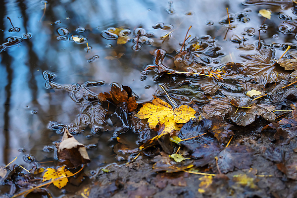 포토 JPG 해외이미지 나무 식물 계절 잎 겨울 자연 하늘 날씨 풍경 사람없음 야외 물 파란색 반사 노란색 환경 고요 젖음 가을 떨어짐 숲 오솔길 11월 조경 웅덩이 10월 삼림지대 해외202310 해외포토 자연요소 길 컬러 컨셉 날짜 생태계 파일형식