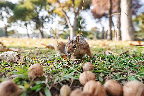 포토 JPG 해외이미지 나무 사람없음 갈색 귀여움 다람쥐 호두 해외202310 해외포토 식물 컬러 컨셉 견과류 설치류 파일형식