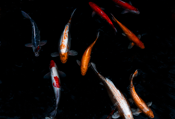 포토 JPG 해외이미지 동물 아시아 바다 컬러 백그라운드 패턴 자연 종류 어류 사람없음 장식 빨간색 물 반려동물 컬러풀 뷰티 반사 노란색 일본 검은색 수중 수영 침묵 흰색 연못 그룹 묘사 꼬리 금붕어 제비 잉어 이국적 많음 해외202310 해외포토 자연요소 나라 컨셉 무늬 조류 수중동물 소리 수상스포츠 생태계 파일형식