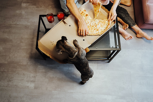 포토 JPG 해외이미지 동물 커플 행복 가족 관계 아파트 주택 피자 함께함 실내 사람 사람없음 반려동물 우정 방 황금 개 강아지 작음 프랑스어 기르기 해외202310 해외포토 문자 감정 컨셉 포유류 패스트푸드 서양음식 내부 건물 친구 크기 돌봄 파일형식