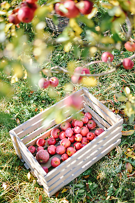 포토 JPG 해외이미지 나무 식물 계절 음식 컬러 백그라운드 잎 농업 다이어트 과일 자연 하늘 건강 사람 사람없음 야외 목재 빨간색 초록색 여름 파란색 농작물 농장 바구니 정원 맑음 수확 성장 가을 나뭇가지 신선 달콤 사과 농부 과수원 수집 먹기 유기농 내추럴 밭일 숙성 맛있는 해외202310 해외포토 직업 웰빙 산업 재료 모션 날씨 맛 생태계 파일형식