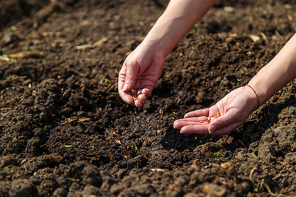 포토 JPG 해외이미지 식물 손 배너 여자 백그라운드 농업 채소 자연 오이 새로움 씨앗 한명 사람 야외 초록색 농장 쌓기 새싹 환경 정원 흙 봄 성장 농부 땅 뿌리기 에코 유기농 원예 먼지 내추럴 땅바닥 모종 묘목 밭일 생태학 심기 줄서기 파종 카피스페이스 해외202310 해외포토 나무 직업 1 웰빙 계절 교육 산업 컬러 컨셉 모션 바닥 취미 신체부위 농사 공백 생태계 파일형식
