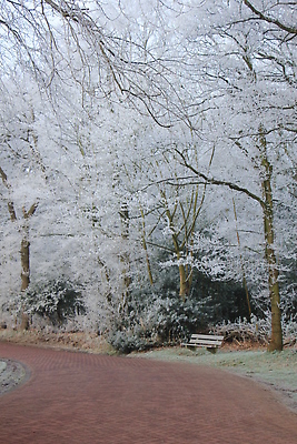 포토 JPG 해외이미지 나무 계절 분홍색 겨울 벤치 자연 사람없음 냉동 얼음 추위 흰색 숲 서리 배수구 해외202310 해외포토 자연요소 식물 컬러 의자 생태계 파일형식