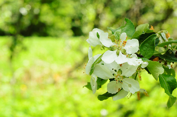포토 JPG 해외이미지 나무 식물 꽃잎 꽃 컬러 꽃다발 백그라운드 잎 꽃무늬 자연 사람없음 야외 초록색 뷰티 정원 봄 성장 벚꽃 흰색 개화 닫기 사과 4월 5월 내추럴 효과 해외202310 해외포토 계절 무늬 과일 모션 날짜 생태계 파일형식