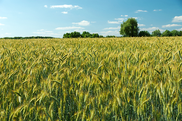 포토 JPG 해외이미지 식물 계절 음식 백그라운드 밭 농업 자연 하늘 건조 파노라마 옥수수 씨앗 풍경 사람없음 야외 여름 파란색 농작물 햇빛 태양 농장 농경지 노란색 환경 맑음 수확 성장 시골 황금 볏짚 낟알 시리얼 밀 귀 스파이크 스카이라인 밀짚 밭일 숙성 수평선 해외202310 해외포토 자연요소 산업 컬러 날씨 곡류 촬영기법 신체부위 짚 생태계 파일형식