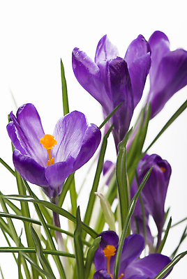 포토 JPG 해외이미지 잎 사람없음 보라색 흰배경 붓꽃 해외202310 해외포토 식물 꽃 컬러 백그라운드 흰색 파일형식