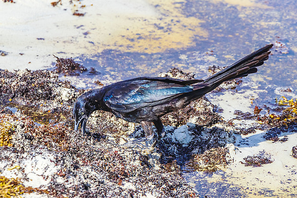포토 JPG 해외이미지 동물 여자 남자 음료 야생동물 음식 모래 바다 여행 날개 자연 조류 멕시코 해변 사람없음 뷰티 노란색 검은색 미국 마시기 해조류 먹기 깃털 부리 까마귀 해외202310 해외포토 컬러 북아메리카 모션 사람 해양식물 생태계 파일형식